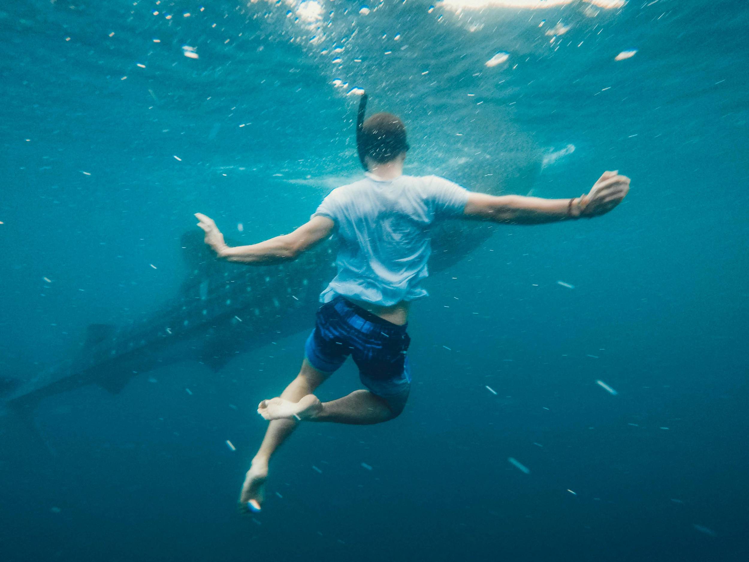 Man snorkeling with a whale shark in Oslob
